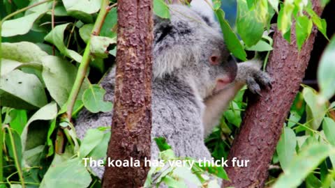 Interesting Fact's about Cute Koala's