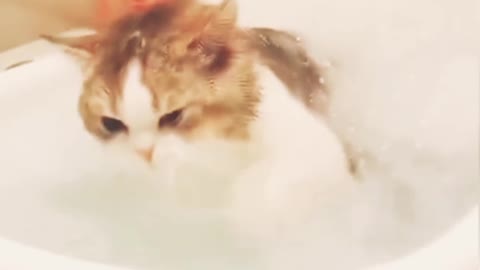 Cat swimming