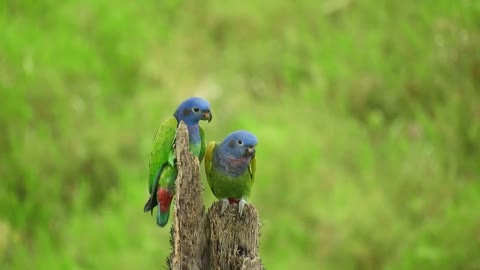 Beautiful Parrot Bird Stock Footage