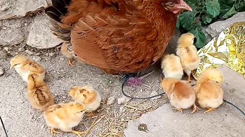 The hen and its chicks are young