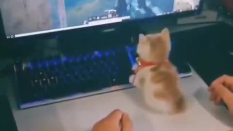 Kitty Plays FPS