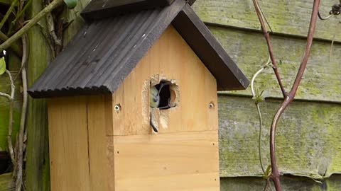 Wood Ticker Bird Create House Entrance