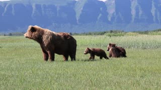 Mother Bear Carefully Watches Over Cubs