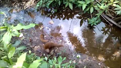 Cute baby animals - Baby Mongoose Playing funny Compilation