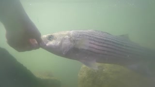 Striped Bass Release
