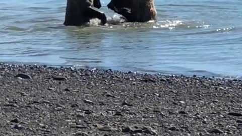 Two bears fighting in the river