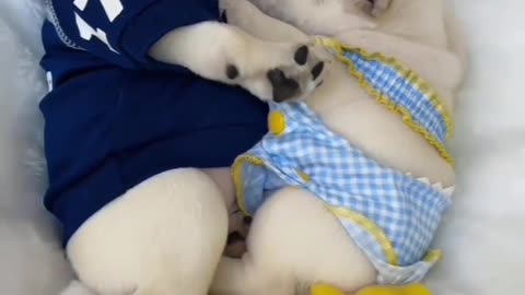 Cute Baby dog video🤗baby dog sleeping song😍cute