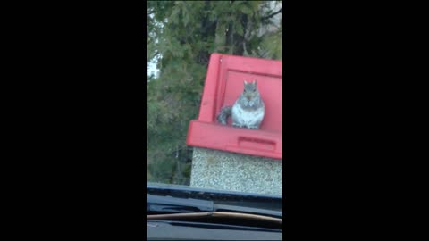 Family laughs at dumpster diving squirrel