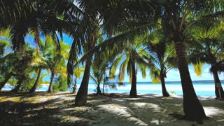 coconut-trees-at-the-beach