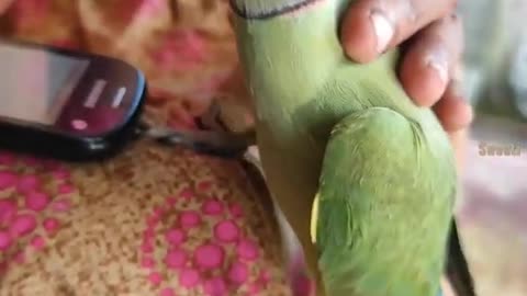 Enjoy the Parrot