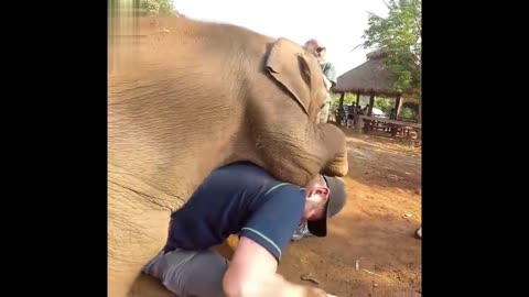 Baby Elephant having amazing time with man