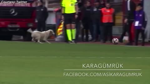 DOG STOPS A MAJOR FOOTBALL MATCH