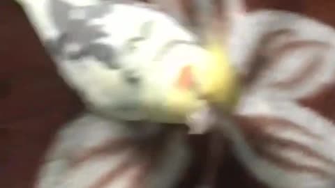 Birb falls in love with a sock