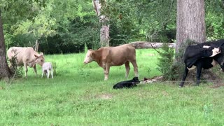 Two new adorable calves born yesterday