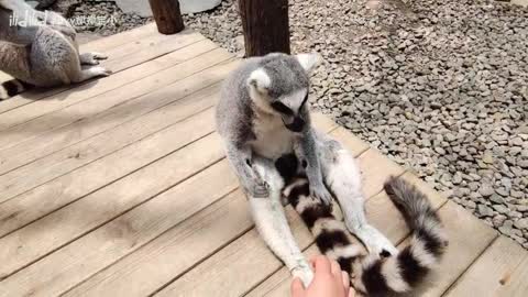 [ring tailed lemur] alas! These two legged beasts are really difficult to serve!