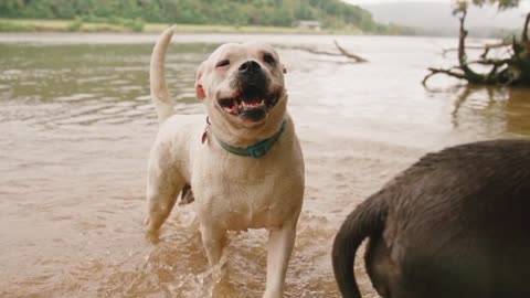 Two Dog fight in water