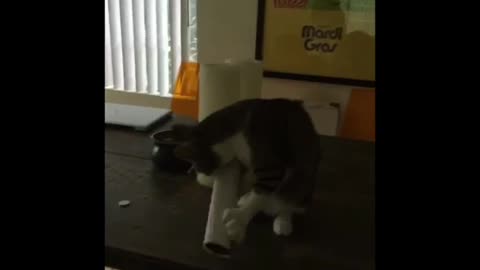 Cat catches things with his paws