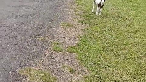 Little cowboy learning his trade