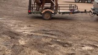 Cattle Transported With Tie Down Straps