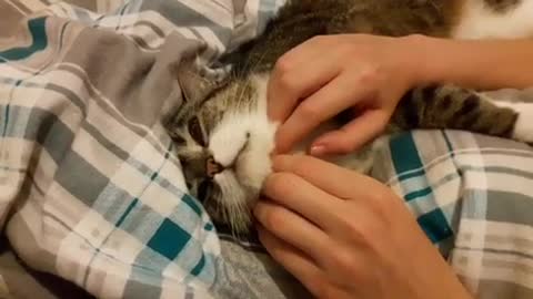 Grey cat getting massaged slowly in bed