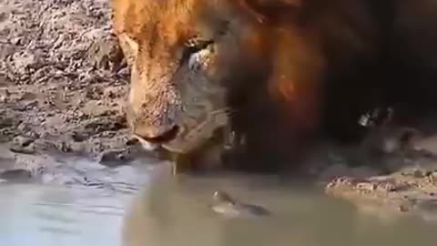 lion have mercy