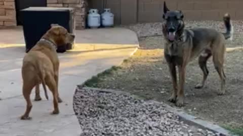 Belgian Malinois knows you’re watching