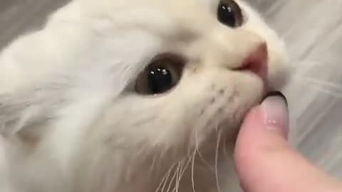 CAT LICKING GIRL'S THUMB