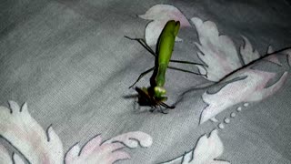 The praying mantis walks away tightly holding the prey