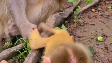 Baby monkey enjoys sucking fingers 3