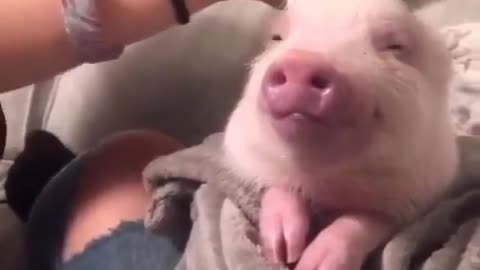 Piglet is relaxing while brushing its head