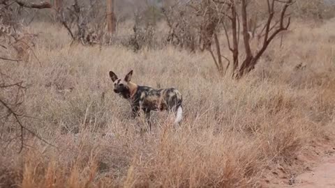 African Wild Dog Sighting on the S114 Kruger National Park_Cut.mp4