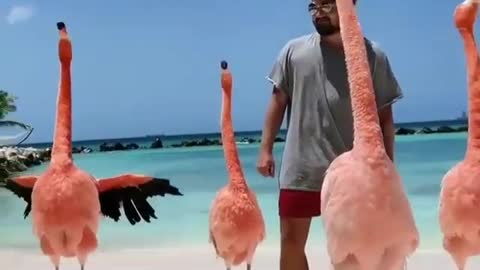 Flamingo beach-renaissance island, Aruba