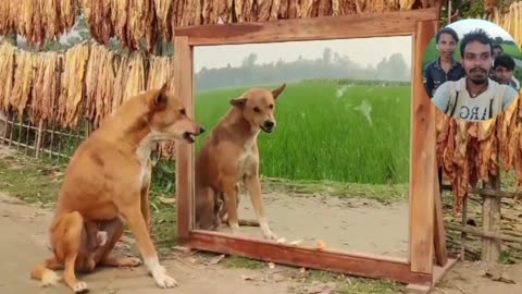 Funny dog mirror pranks