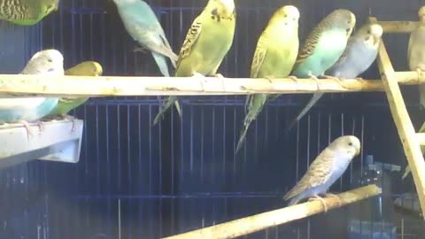 Beautiful parakeets enjoy a beautiful morning, gorgeous birds [Nature & Animals]