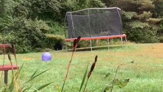 Bear Walks Through Shocked Woman's Yard