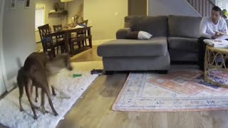 Dogs Perform Impromptu Dance