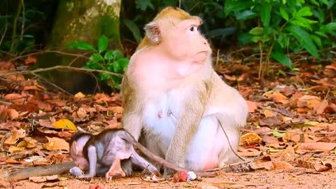 Cute small baby monkey eating fruit