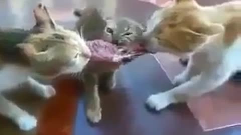 Smart cat gets food