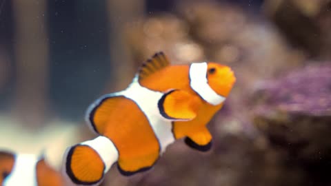 Close-up Footage Of A Clown Fish