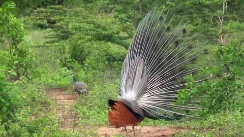 Sri Lanka best pecock brid