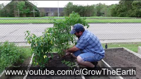 How to trim your pepper plants for better production!