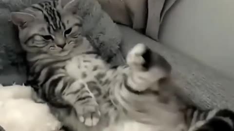 Funy Cat videos try not to laugh