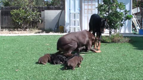 Doberman mom keeping dad away from the pup