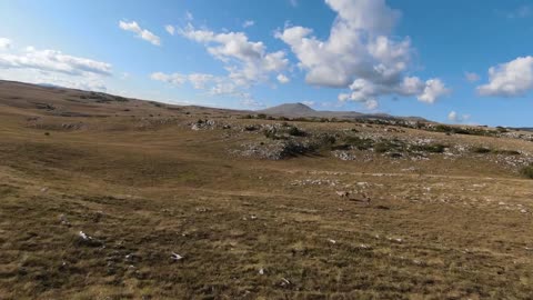 Aerial FPV drone shot of a chasing and flying close around herd of wild horses running