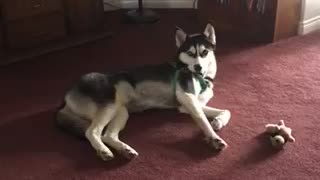 Husky holds harness in hilarious way