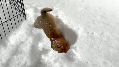 puppy rescue his brother in snow
