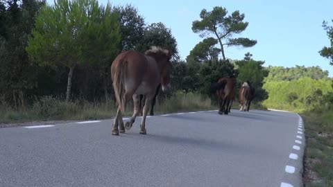 Horse 🐎 running on the road