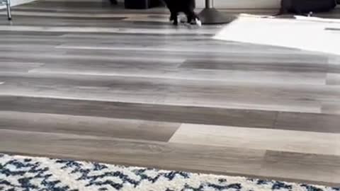 Watch This Funny Kittens Following The Dog Around