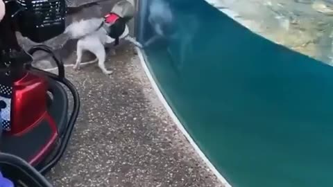 Dog is playing with Dolphin