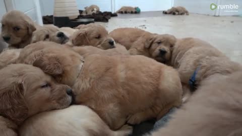 Golden Retriever puppies adorably try to settle for nap time